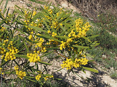 Acacia hakeoides flowers Denzel Murfet Nurragi